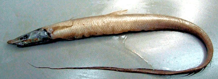 Aldrovandia affinis_03.jpg